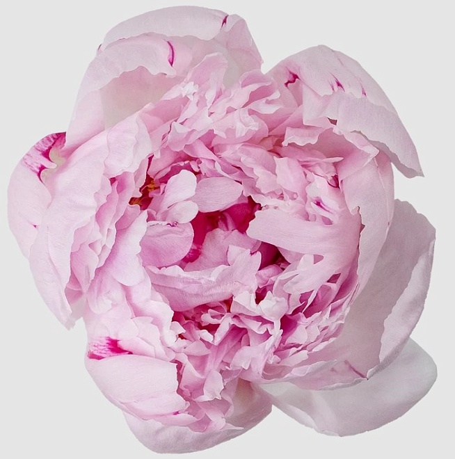 Пион Sarah Bernhardt (К) дл.50 10шт