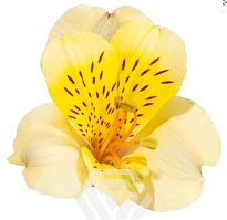 Альстромерия Tessa Gold дл.60 10шт