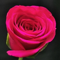 Роза Shalimar Fuchsiana дл.52 10шт