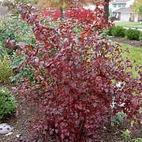 Пузыреплодник (Physocarpus) калинолист. Леди Ин Рэд d11 h30