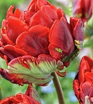 Тюльпан Rococo Double 50шт