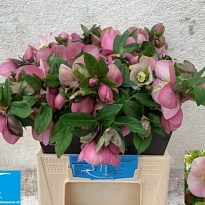 Хелеборус Queens Light Pink 10шт