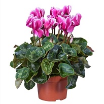 Цикламен Сноуридж d9 h20 12шт