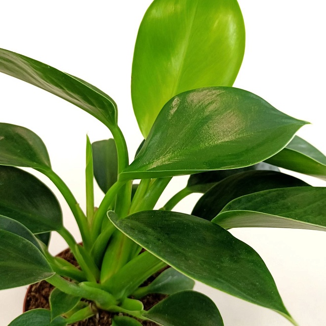 Филодендрон Грин Принцесс d12 h35 8шт