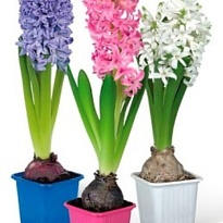 Гиацинт микс p7 20шт