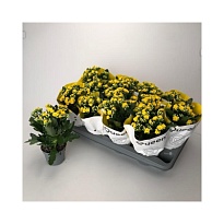 Каланхое Линдси Q3 d10 h25 10шт