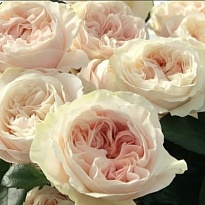 Роза Шифон пионовид. (МЦ) дл.50 10 шт/уп