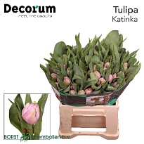Тюльпан Katinka 10шт