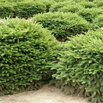 Ель (Picea) обыкновенная Нидиформис 3л h20-25 1шт