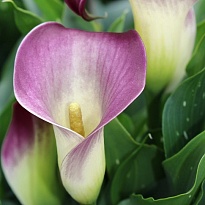 Калла Mario 10шт