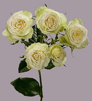Роза куст. Tessa Polar Sensation дл.60 10шт