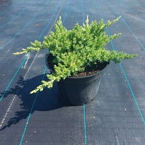 Можжевельник (Juniperus) лежачий Нана d9 h25 18шт