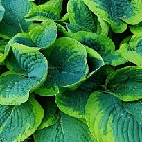 Хоста (Hosta) Фрэнсис Вильямс d12 1шт