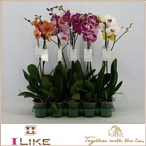 Орхидея Фален. Экстра микс 1 ст d12 h80 10шт