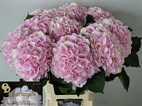Гортензия Verena дл.70 d25 1шт