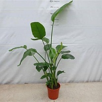 Стрелиция Николай d21 h180 1шт