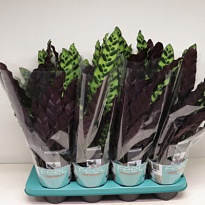 Калатея Лансифолия d14 h40 8шт