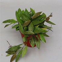 Хойя Грациллис d12 h20 6шт