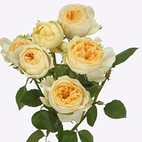 Роза Silva Sunny кустовая (Ц) дл.50 10шт/уп