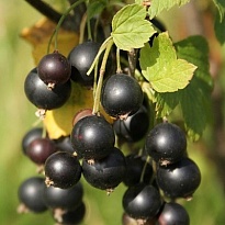 Смородина Гармония (ОКС) 1шт