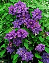 Клематис (Clematis) Вивьен Пеннел 2л 1шт