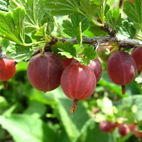 Крыжовник Краснославянский/Цв.Кор