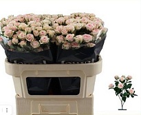 Роза кустовая Severina дл.80 10шт