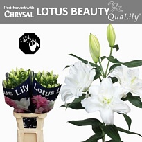 Лилия Dbl Lotus Beauty 4+ 10шт