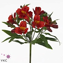 Альстромерия Hot Pepper 10шт