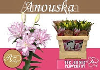 Лилия Dbl Roselily Anouska 2+ дл.70 10шт