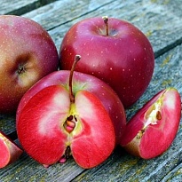 Яблоня Байя Мариса красномяк./подвой 54-118 полукарл/С 1шт