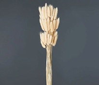 Лагурус сухоцвет 60шт h60-70см светло-натуральный