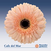 Гербера Cafe Del Mar 25шт