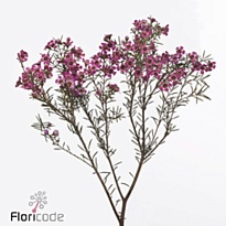 Хамелациум (waxfl) Purple Dream 10шт