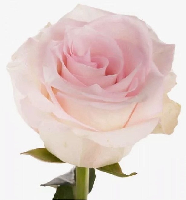 Роза Romance Ragazza дл.50 25шт