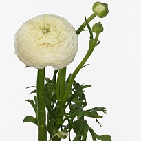 Лютик Aazur White 5шт