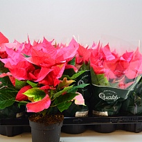 Пуансеттия Марс Пинк d11 h30 10шт