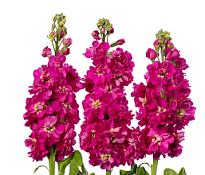 Маттиола Milla Rose 10шт