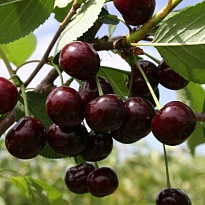 Вишня Кормилица (дюк)/С 1шт