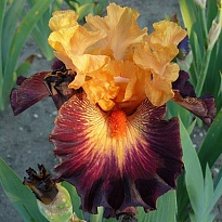 Ирис бородатый Говард Уиид 1шт