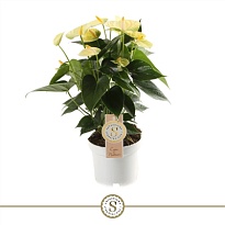 Антуриум Еллоу Чемпион d12 h40 10шт