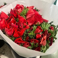 Анемона Mistral Plus Red 10шт