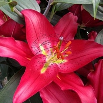 Лилия Or. Pico 3/4+ 10шт 