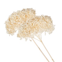 Гортензия стабилизированная 1шт кремовый