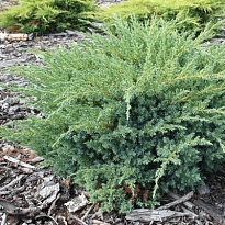 Можжевельник (Juniperus) чешуйчатый Блю Сведе d17 h35 6шт