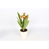 Орхидея Пафиопедилум Америка Вайт керамика d14 h50 6шт