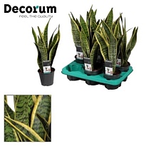 Сансевиерия Лауренти d12 h50 10шт