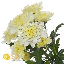 Хризантема кустовая Zembla Cream 5шт