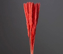 Камыш сухоцвет 15шт насыщеный красный