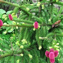 Ель (Picea) обыкновенная Акрокона 7,5л h50-60 1шт